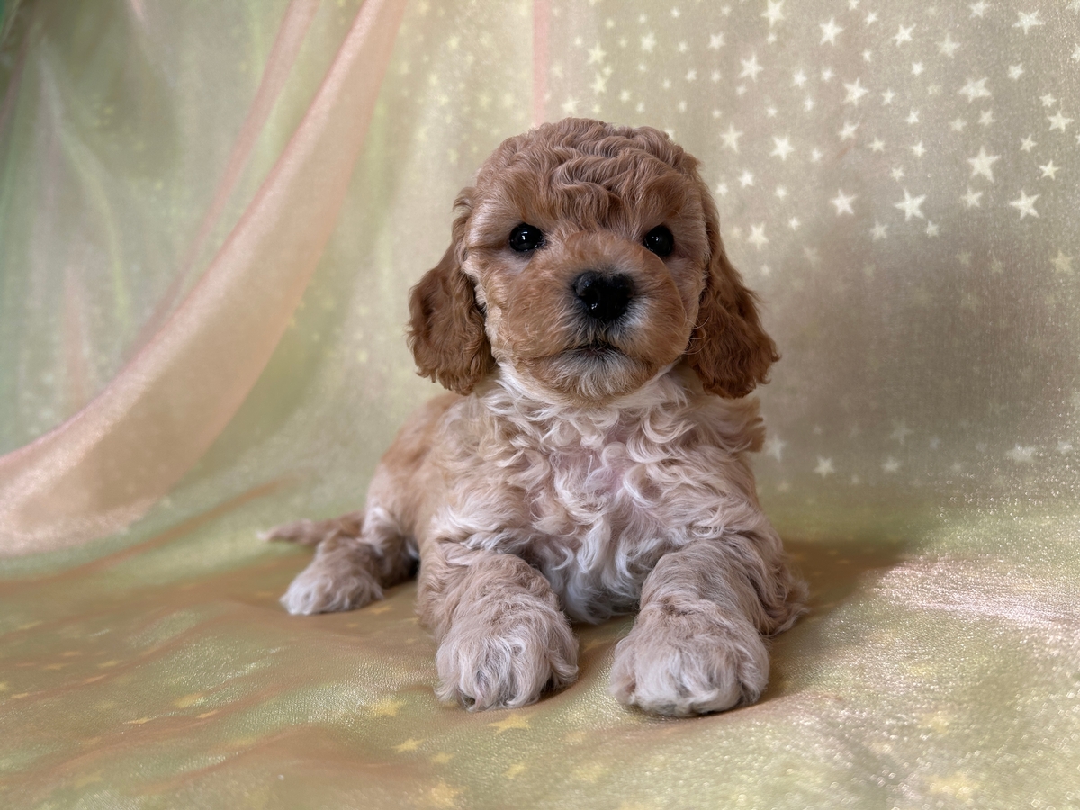 Male Bichon Poodle Puppy for Sale DOB 10-2-2025